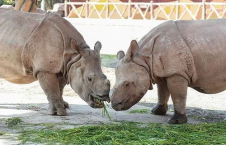 亚洲犀牛视频推荐,珍稀物种的生存现状与保护之路