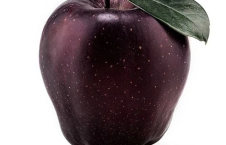 黑瓜吃料网官网入口苹果,苹果资讯一网打尽，尽享科技美食盛宴